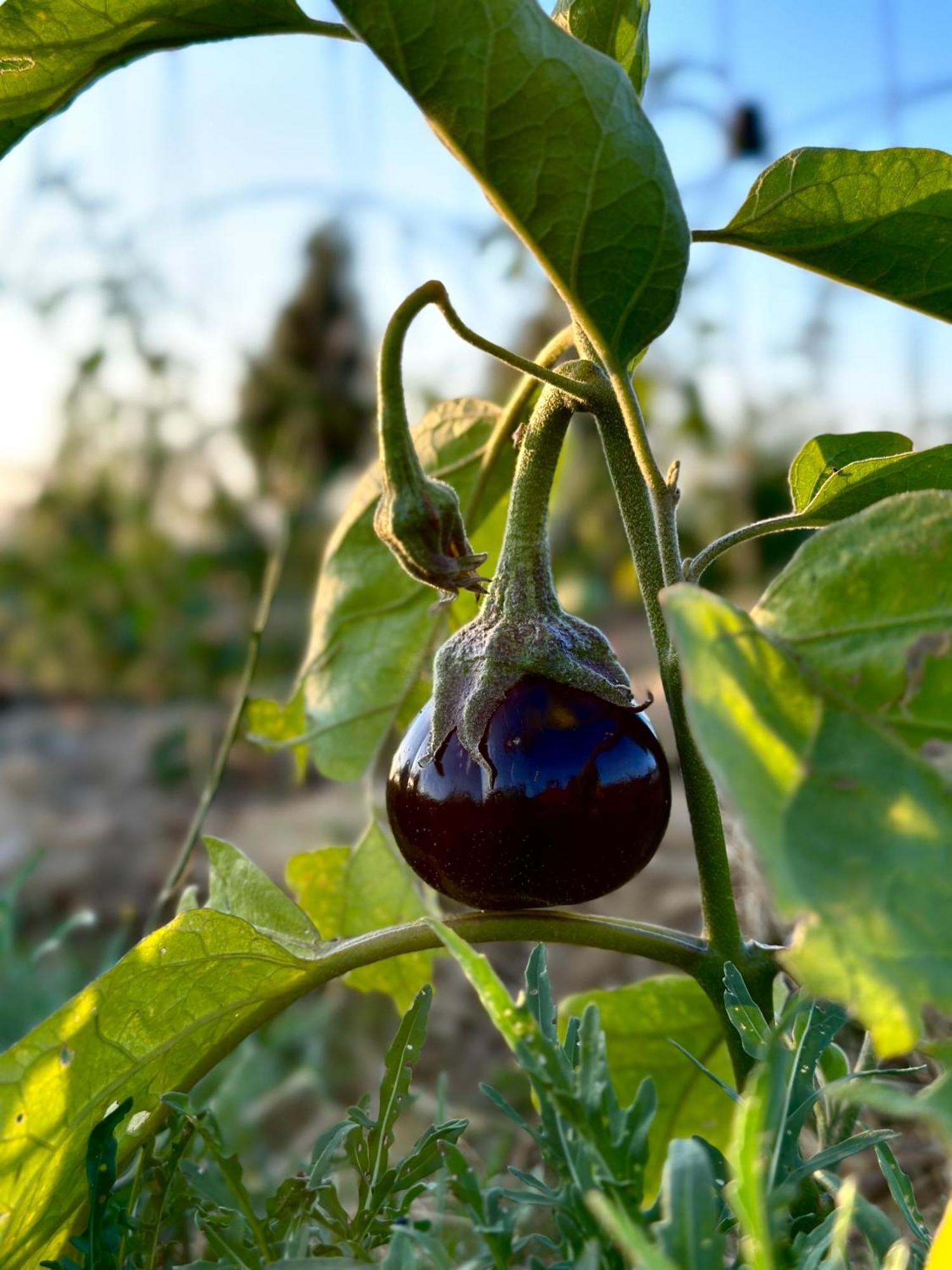Tenuta Di Paternostro Vetralla Dış mekan fotoğraf